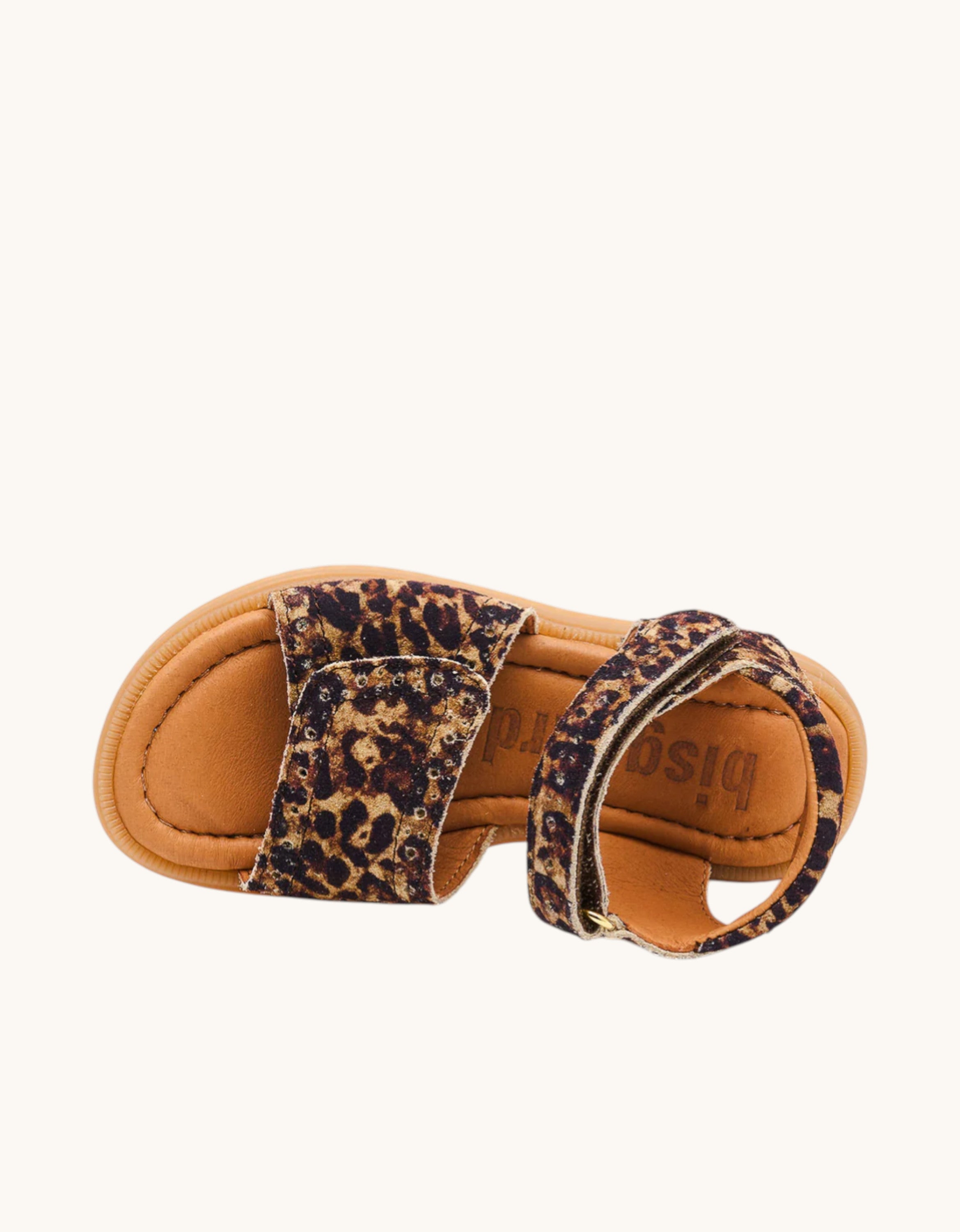 Andrea leopard leopard Bild 3