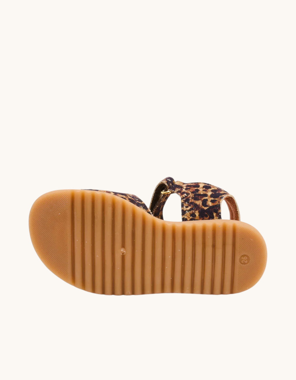 Andrea leopard leopard Bild 4